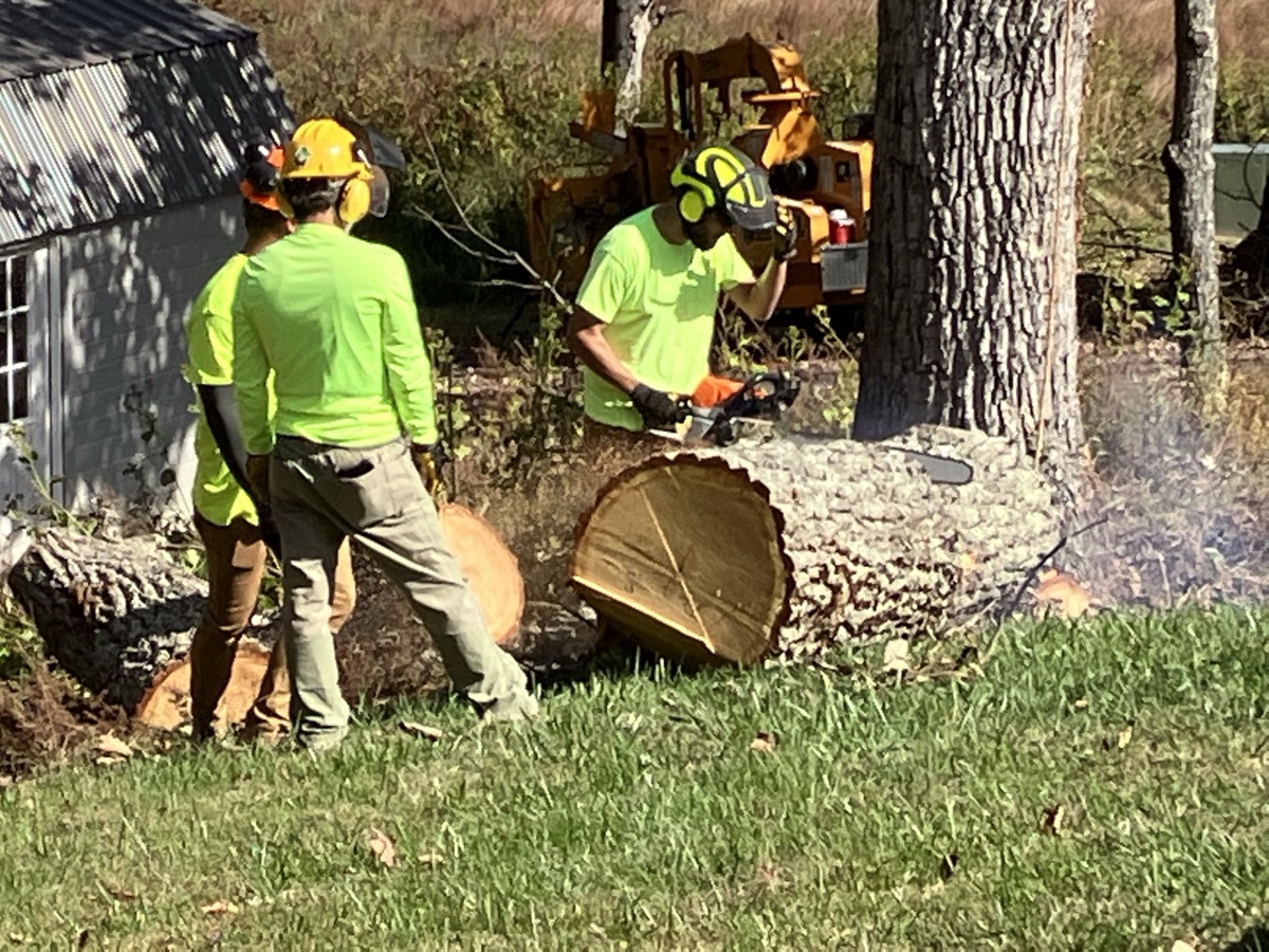 Professional tree removal