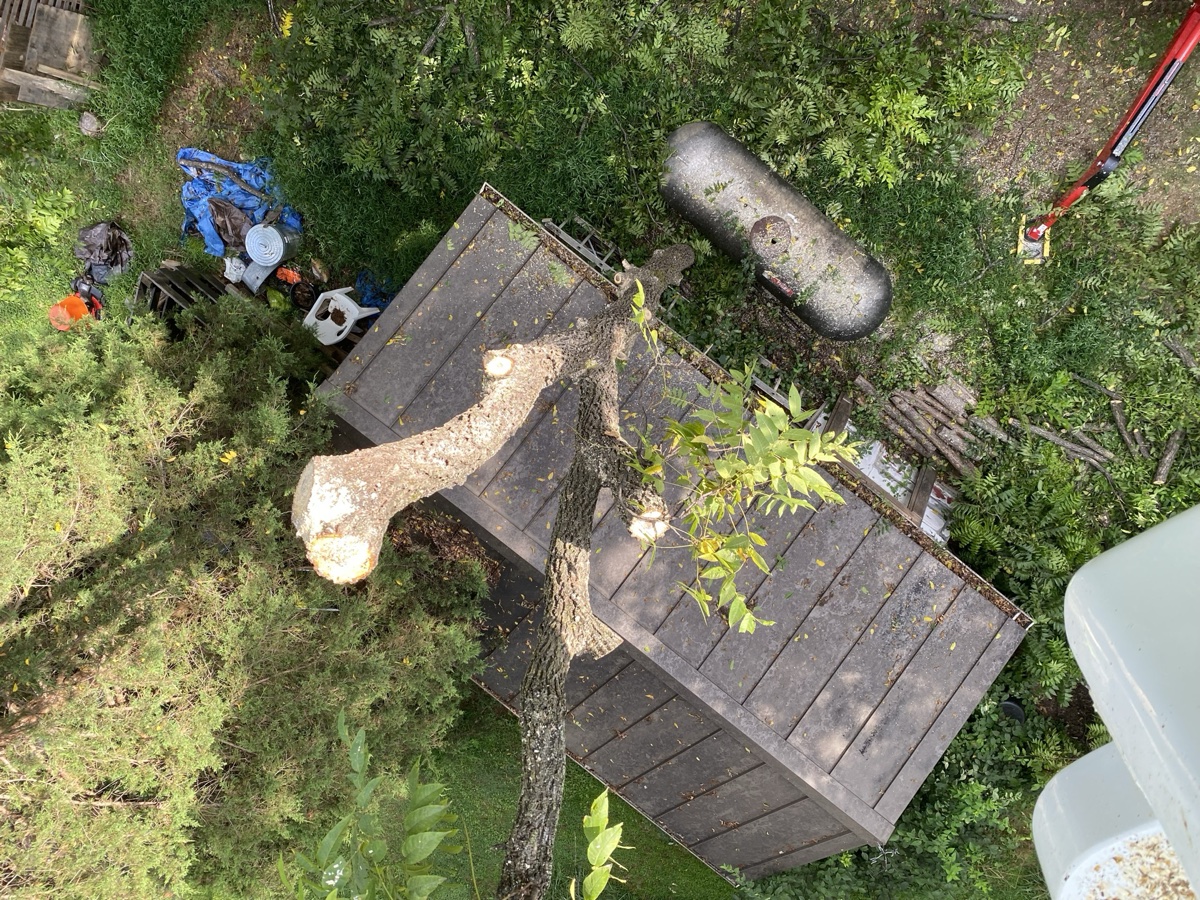 Tree pruning and trimming in Albemarle County