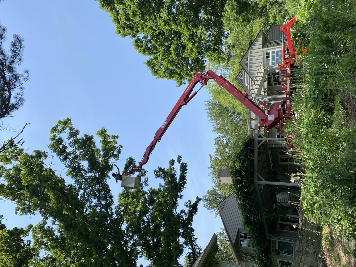 Expert arborist work in Crozet, Virginia