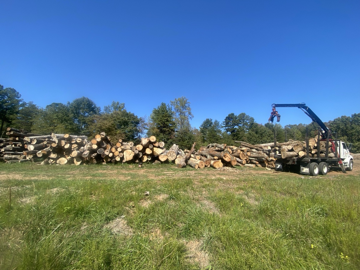 Stump grinding service in Charlottesville