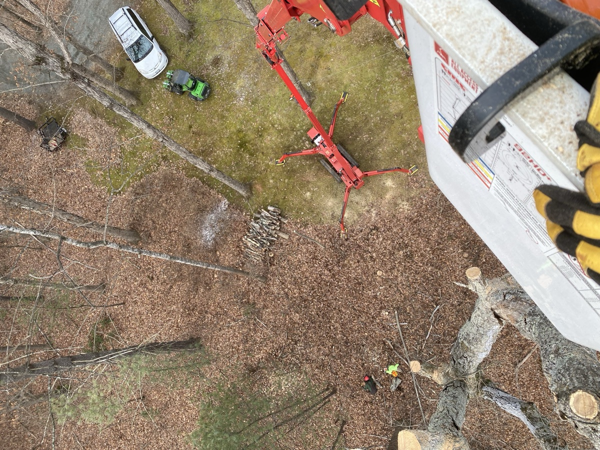 Tree removal and cleanup