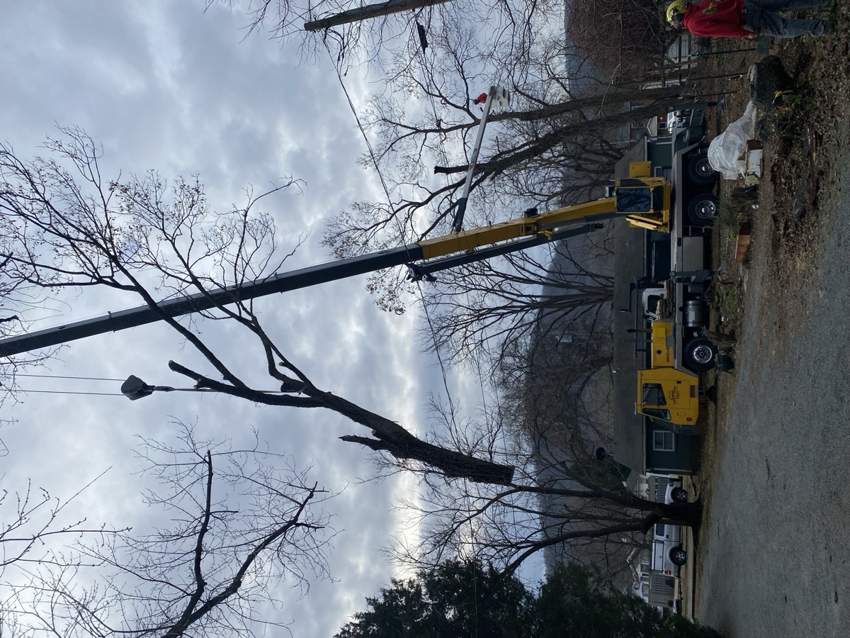 Tree service work in Albemarle County, VA