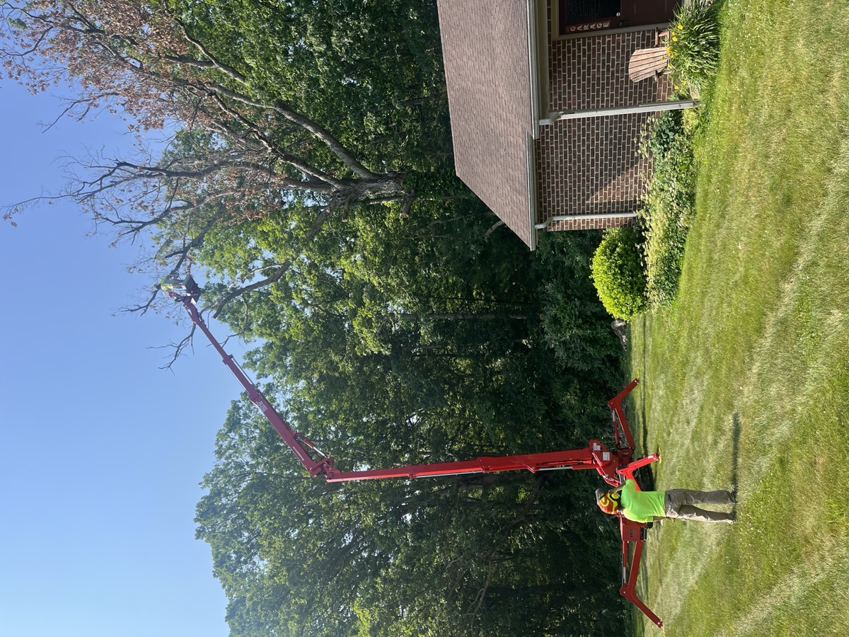 Storm damage tree removal in Crozet, VA
