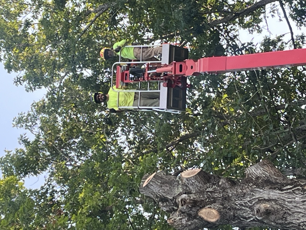 Professional tree pruning in Charlottesville