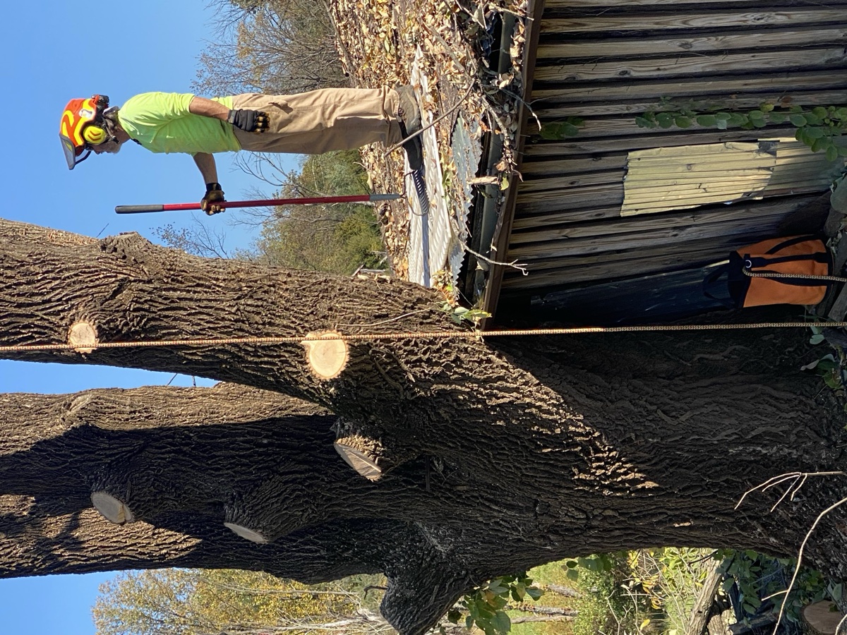 Arborist tree care in Albemarle County