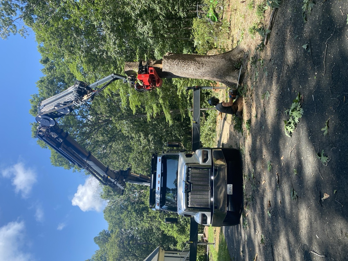 Tree trimming service