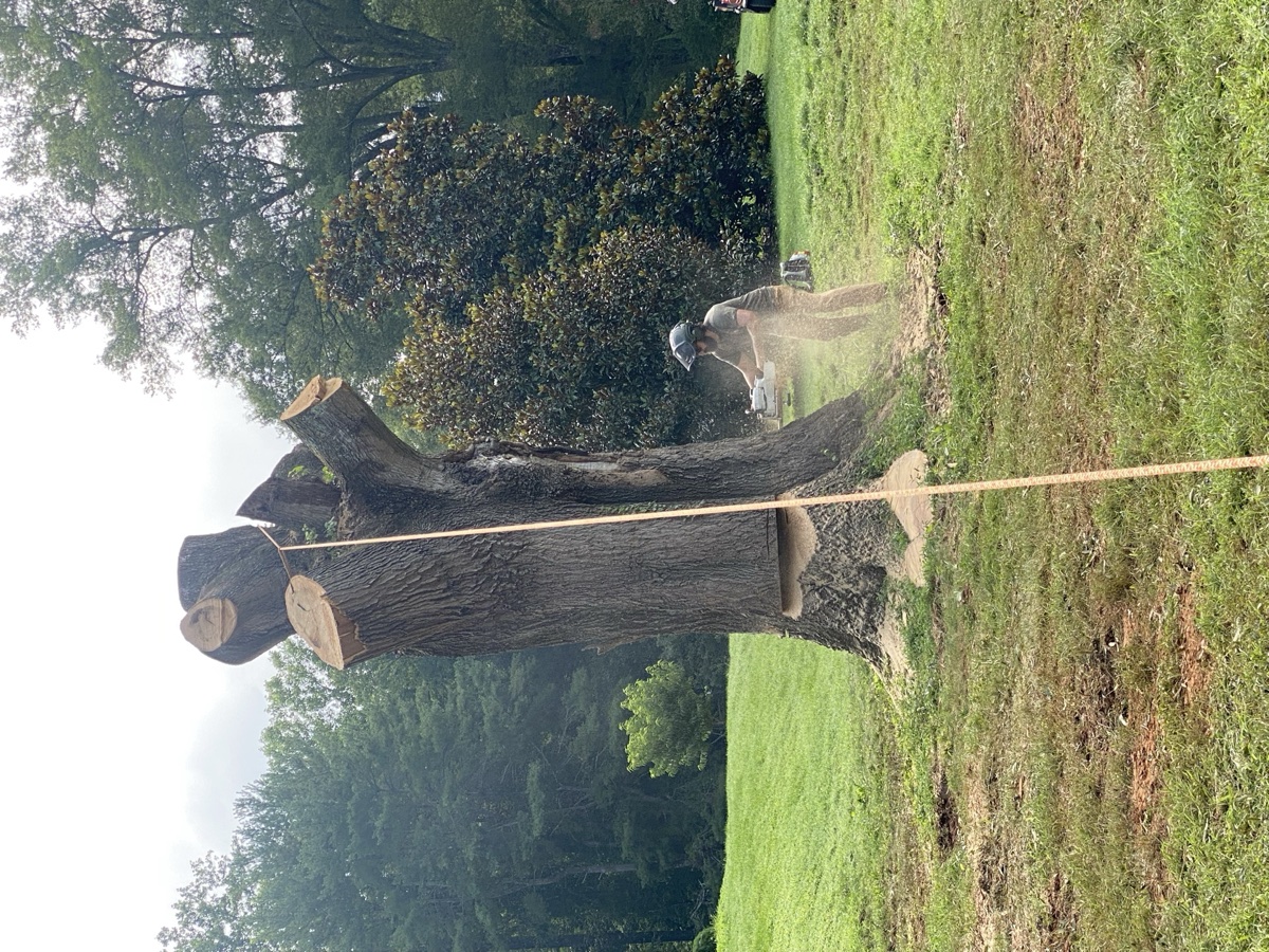 Tree service in Central Virginia