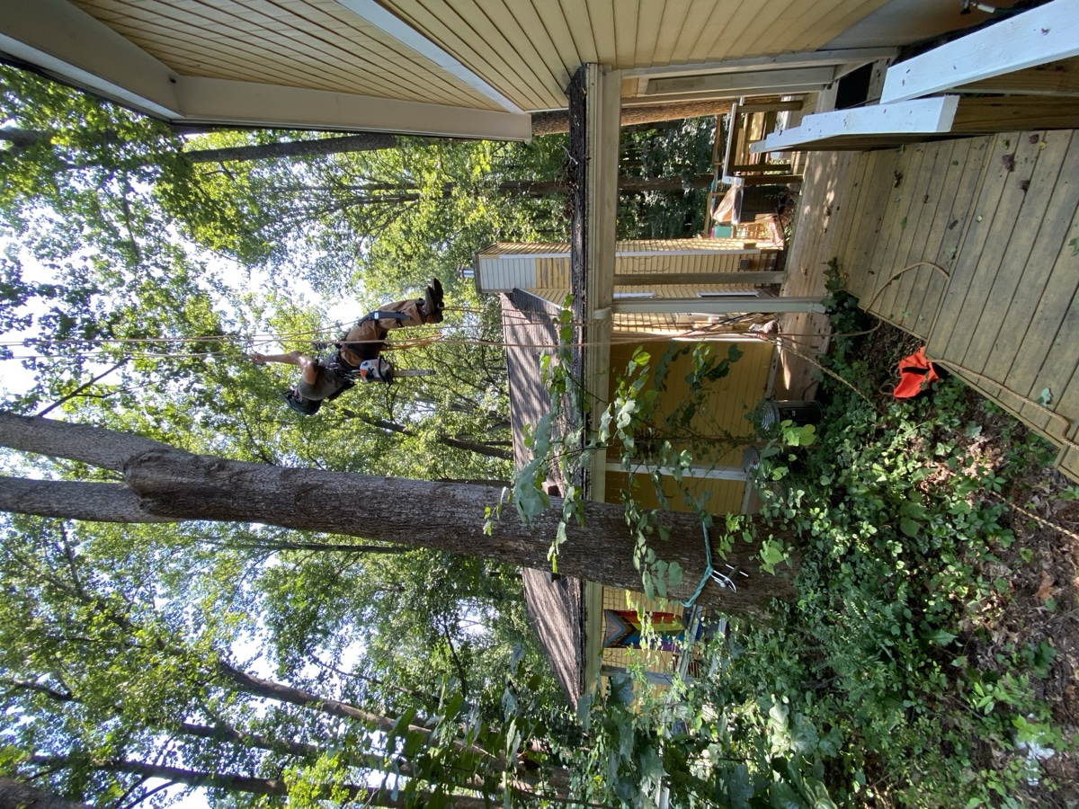 Tree removal and cleanup