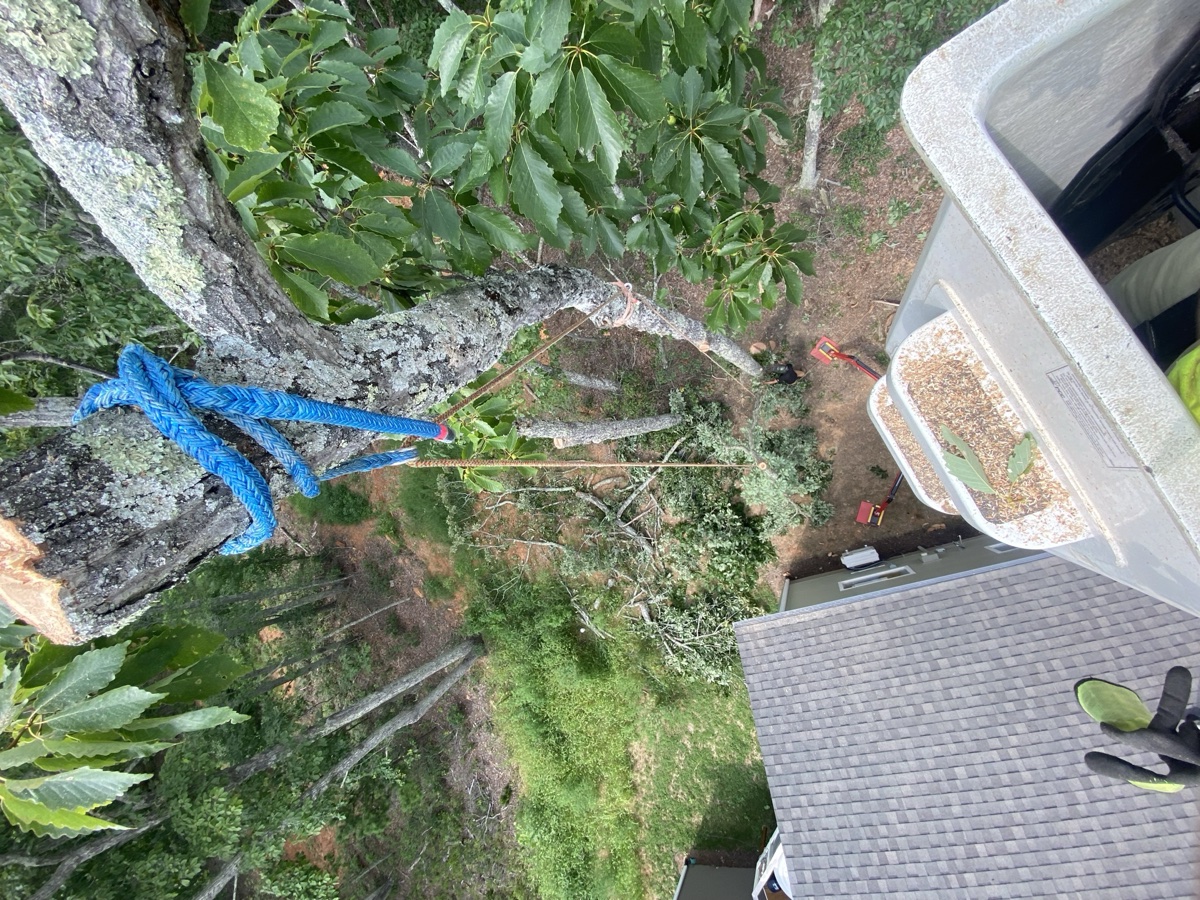 Tree pruning specialist in Charlottesville