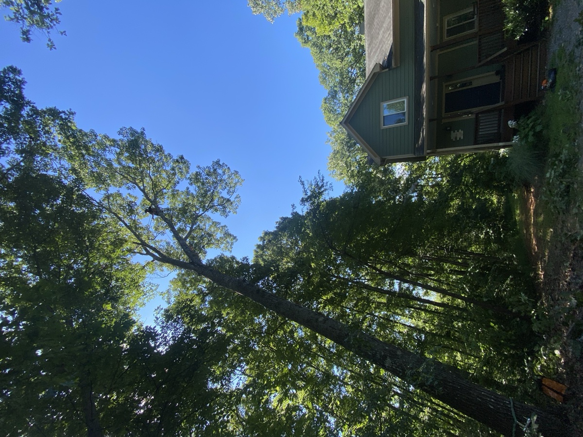Tree care and maintenance in Albemarle County