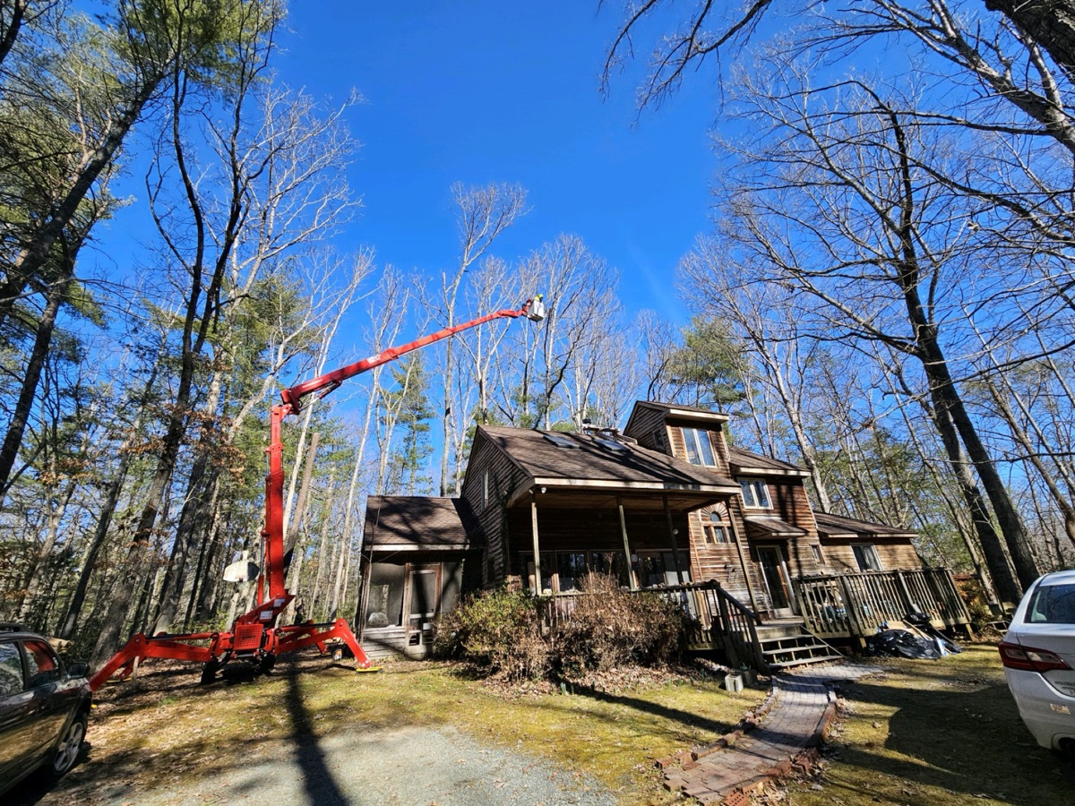 Professional tree care