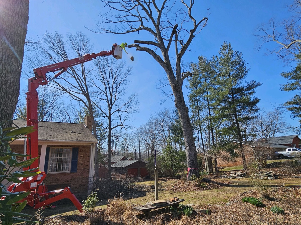 Professional tree service