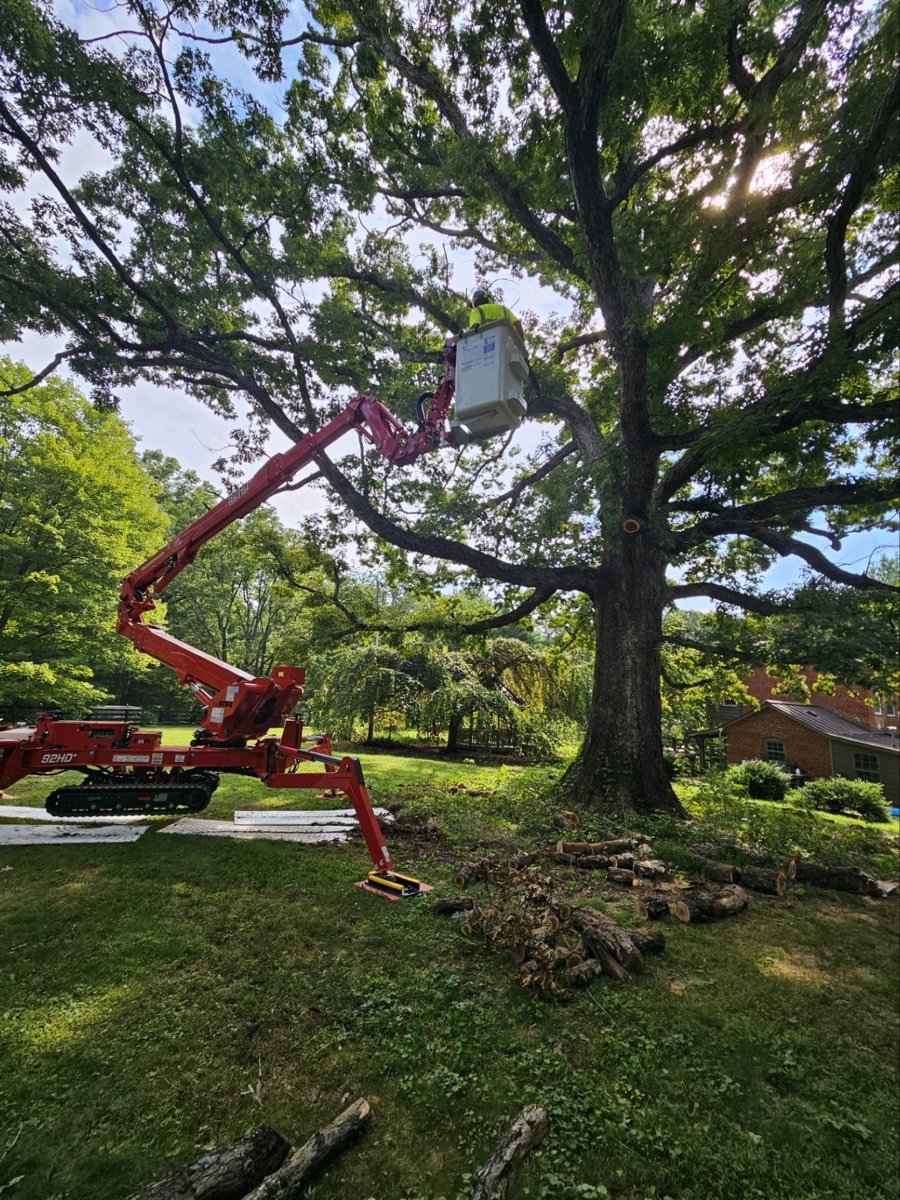 Arborist services in Crozet, VA