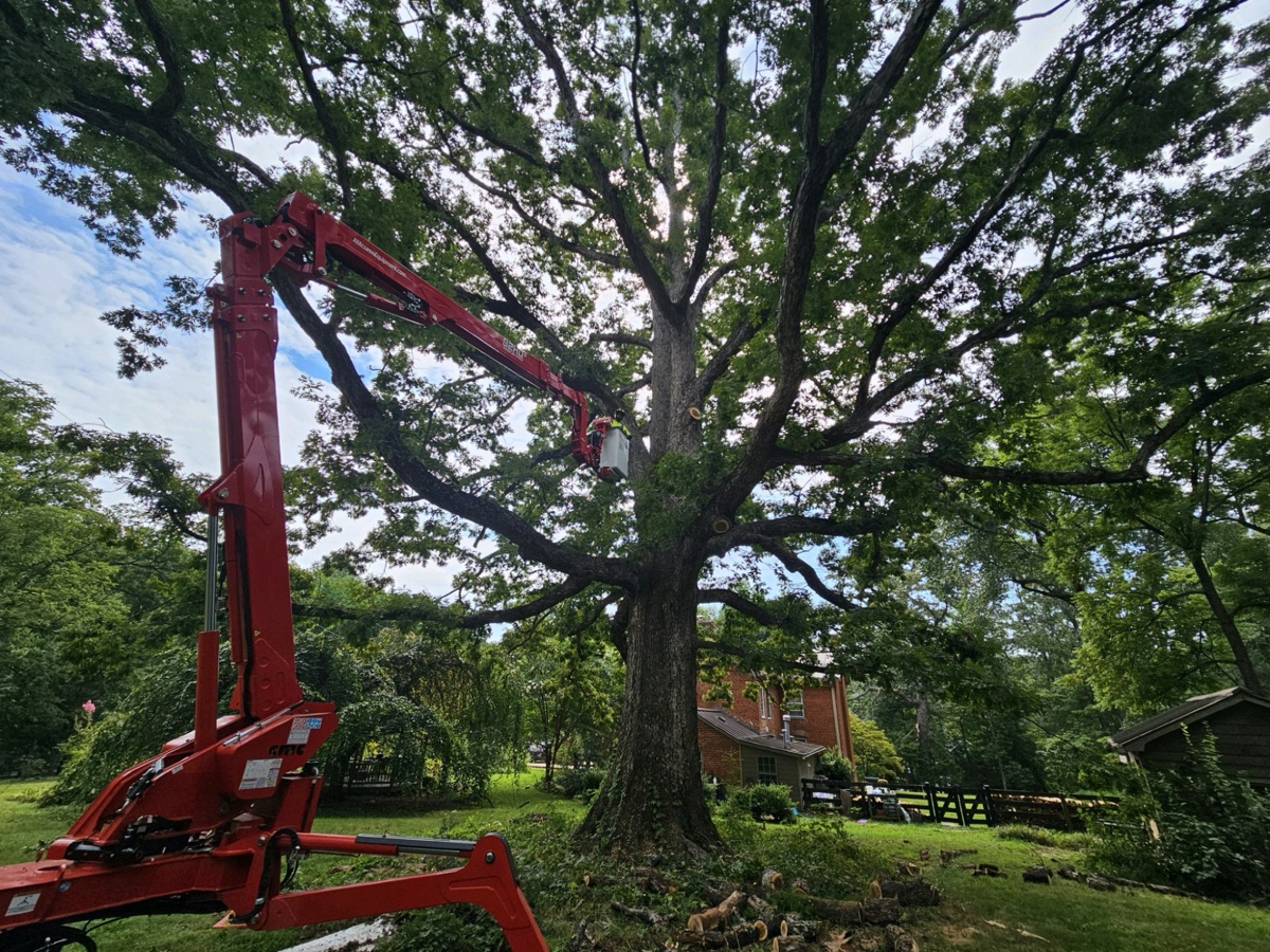 Tree removal and grinding in Charlottesville
