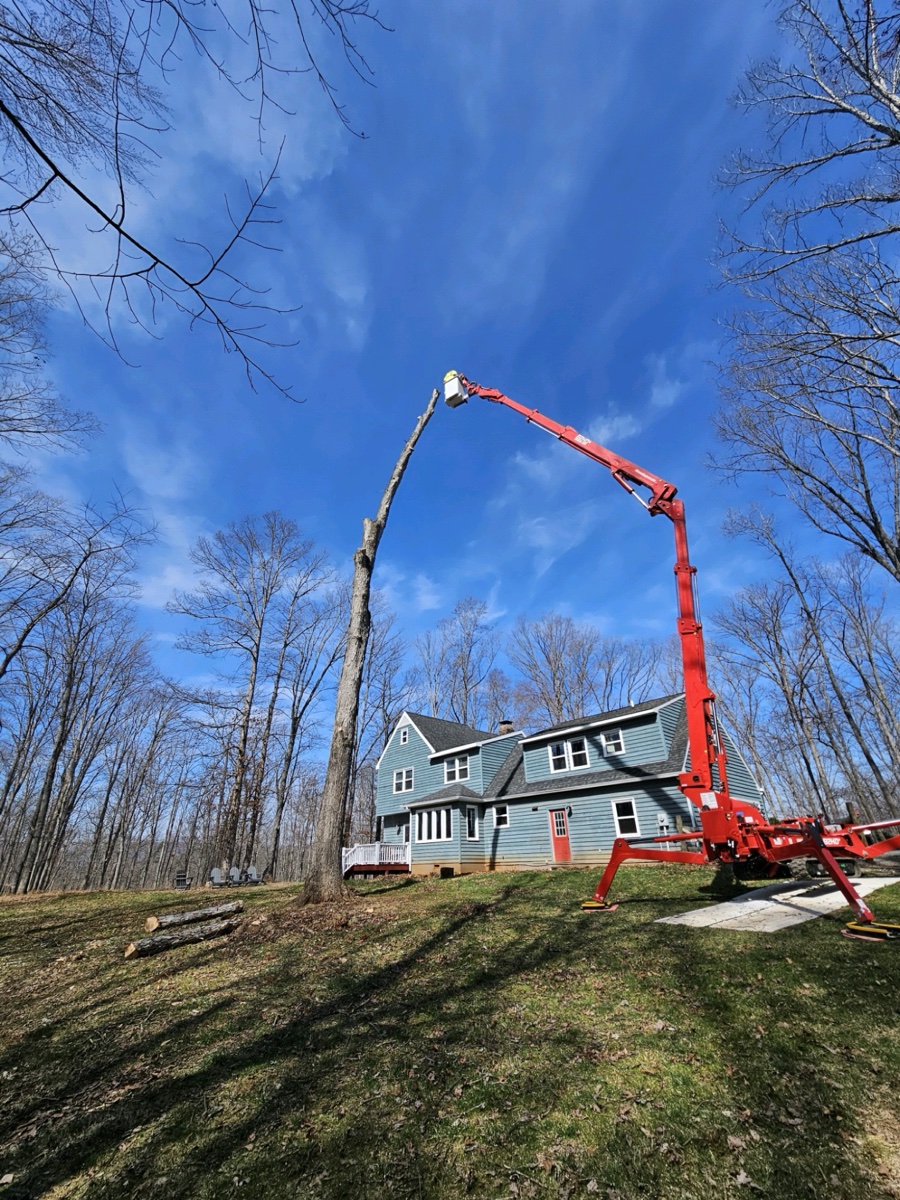 Expert tree care in Central Virginia