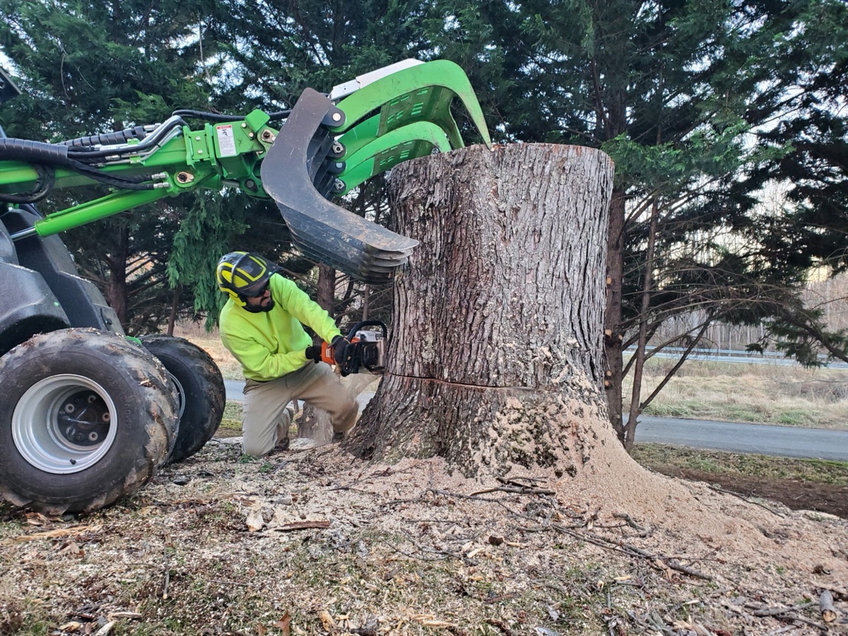 Complete tree service in Crozet, VA