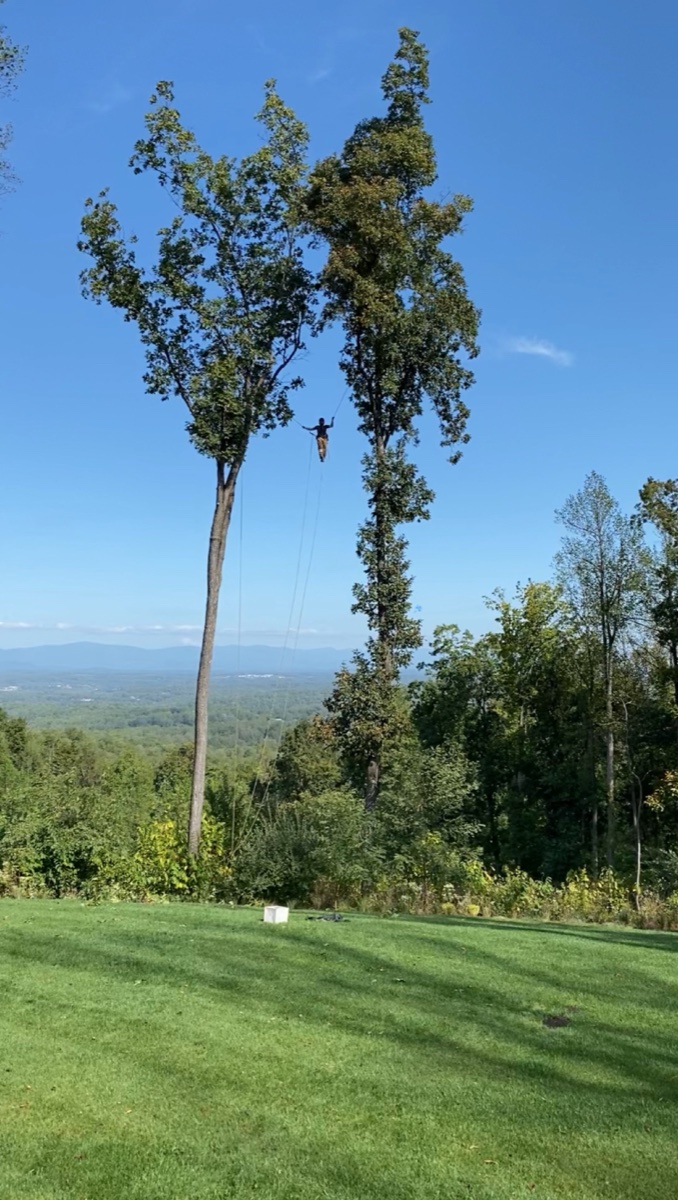 Professional arborist in Charlottesville region