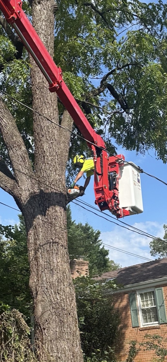 Professional tree service