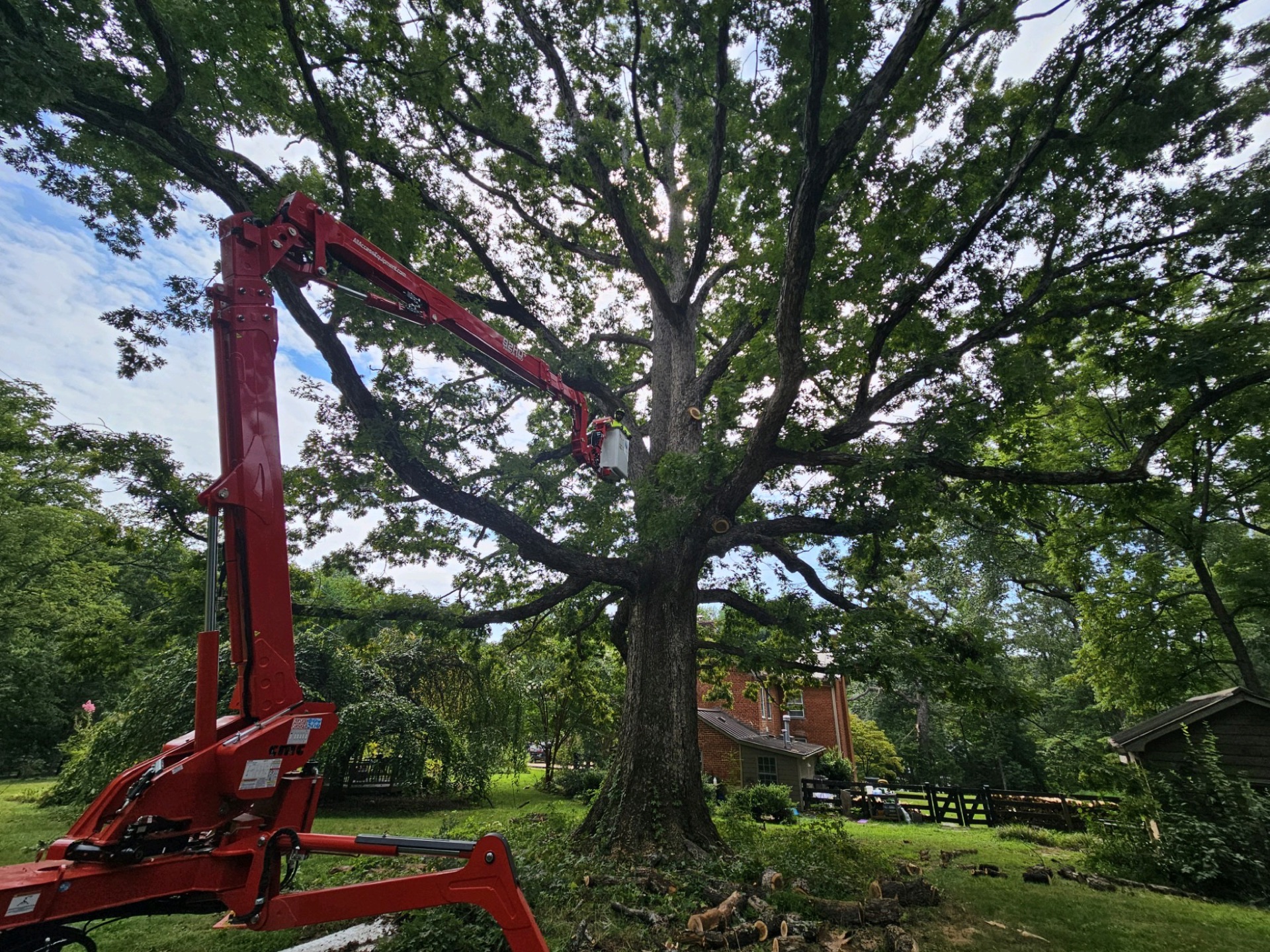 Arborist working in a large tree